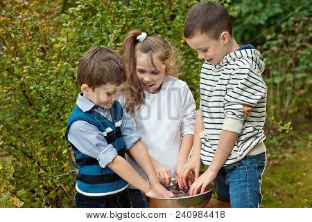 Children Squeeze Grapes With Their Hands