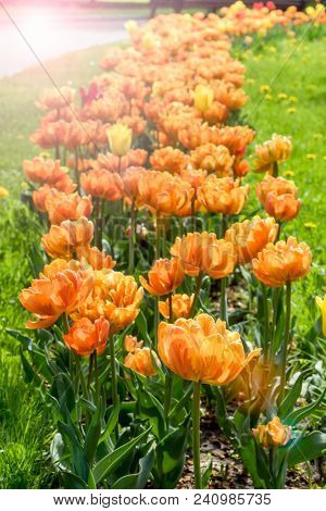Colorful Orange Tulips Flowers Blooming In A Garden