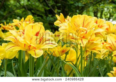 Colorful Yellow Tulips Flowers Blooming In A Garden