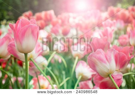 Colorful Tulips Flowers Blooming In A Garden