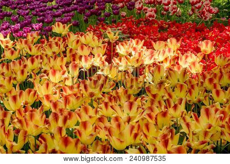 Colorful Tulips Flowers Blooming In A Garden