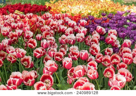 Colorful Tulips Flowers Blooming In A Garden