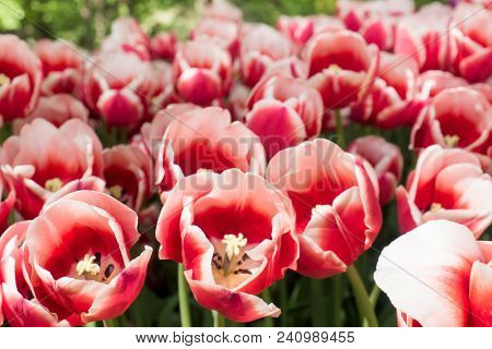 Colorful Tulips Flowers Blooming In A Garden
