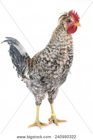 Cream Legbar Chicken In Front Of White Background