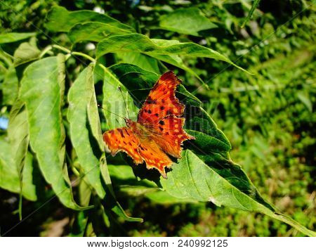 Polygonia On A Sheet Of American Maple