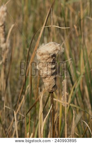 Cattail Blooming In Wetlands At Blackwater Nwr