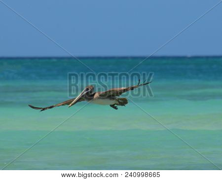 Blue Tripical Waters With A Pelican Flying Over