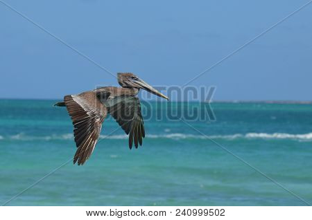 Adorable Wild Pelican Flying Through The Warm Carribean Air