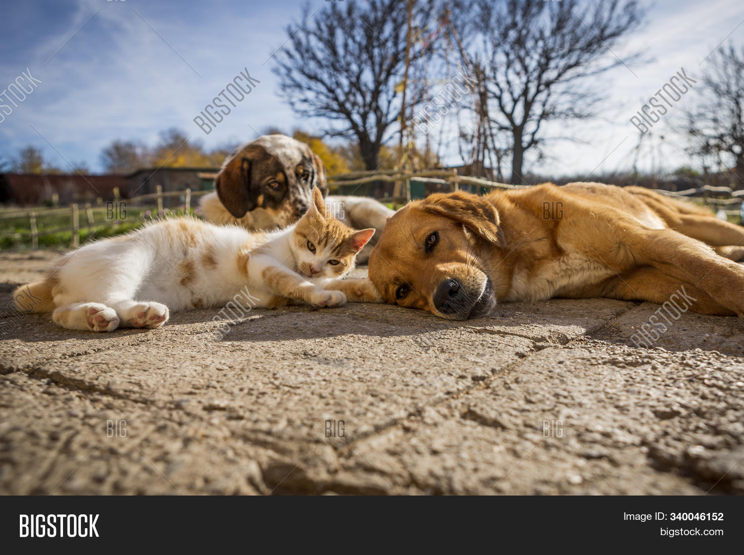 Dog Cat Play Together Image & Photo (Free Trial) Bigstock