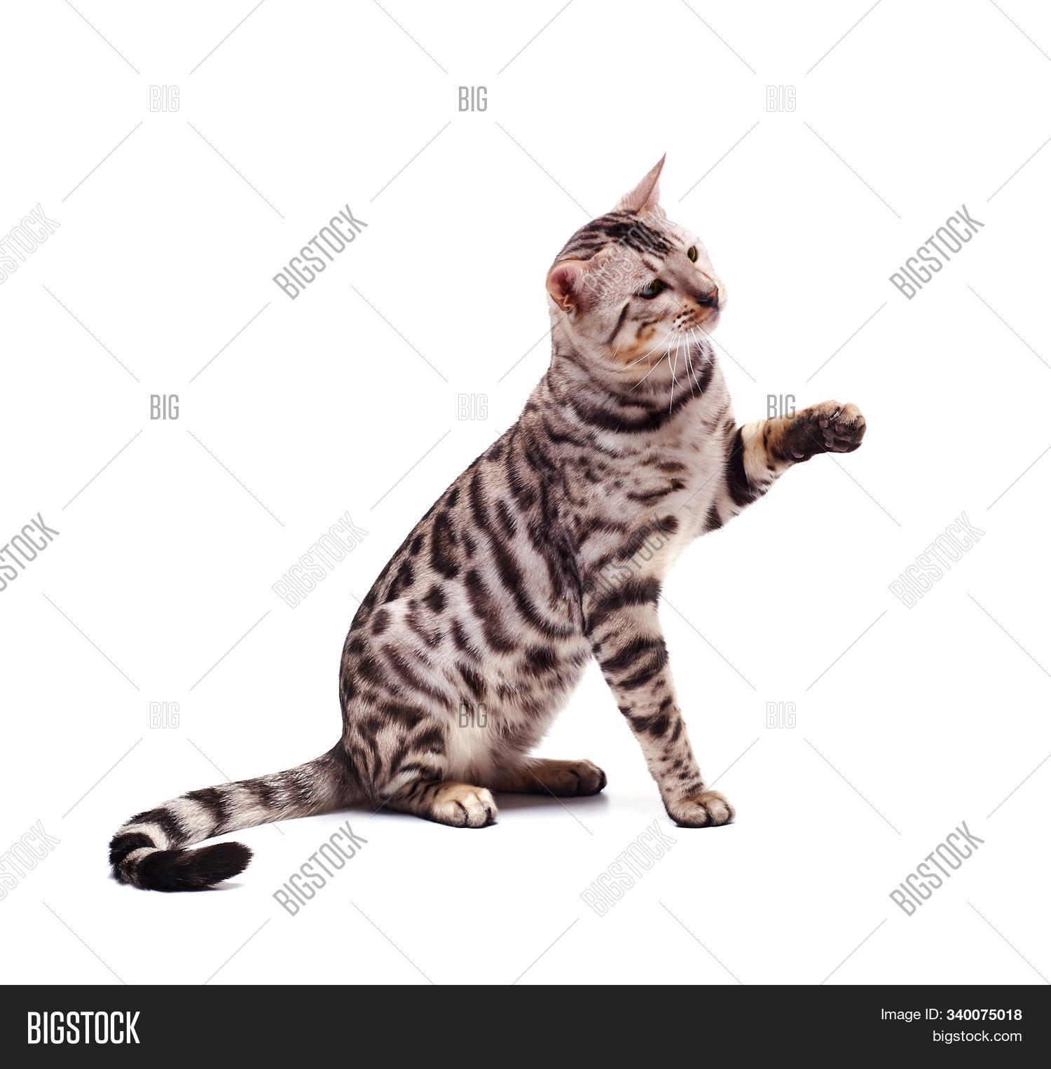 Bengali Cat Posing, Image & Photo (Free Trial) Bigstock