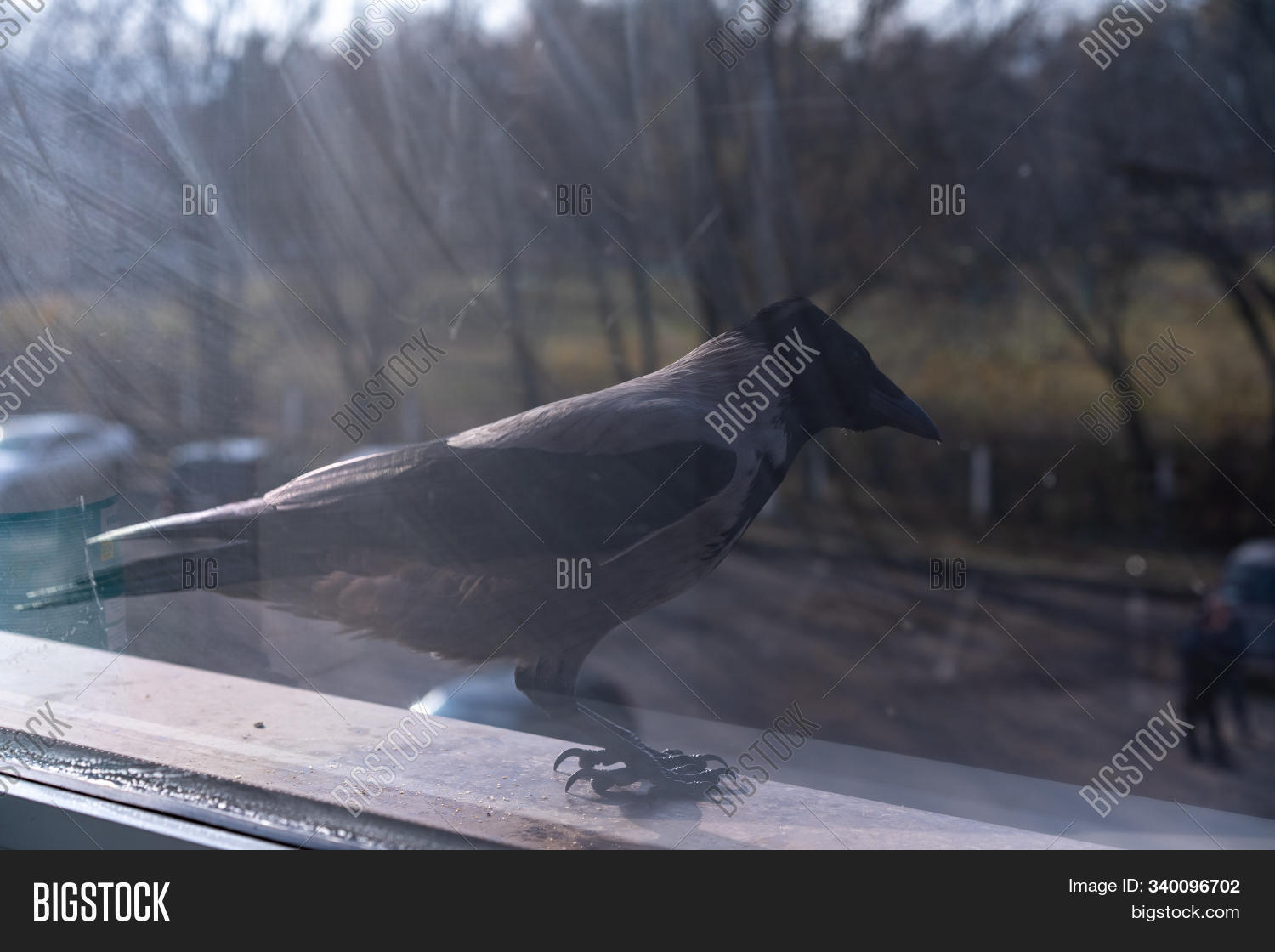 Crow Outside Window Image & Photo (Free Trial) Bigstock