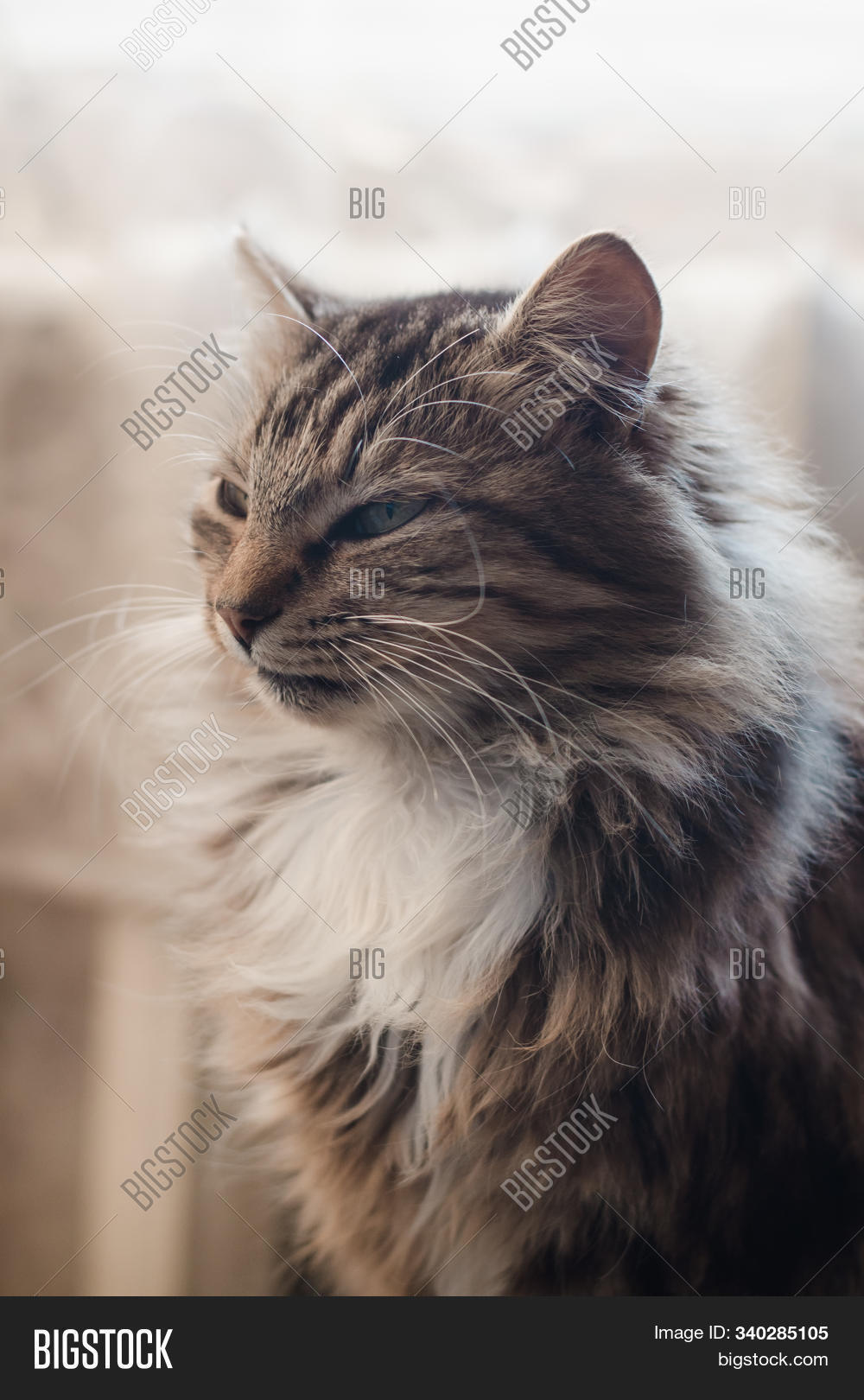 fluffy tabby