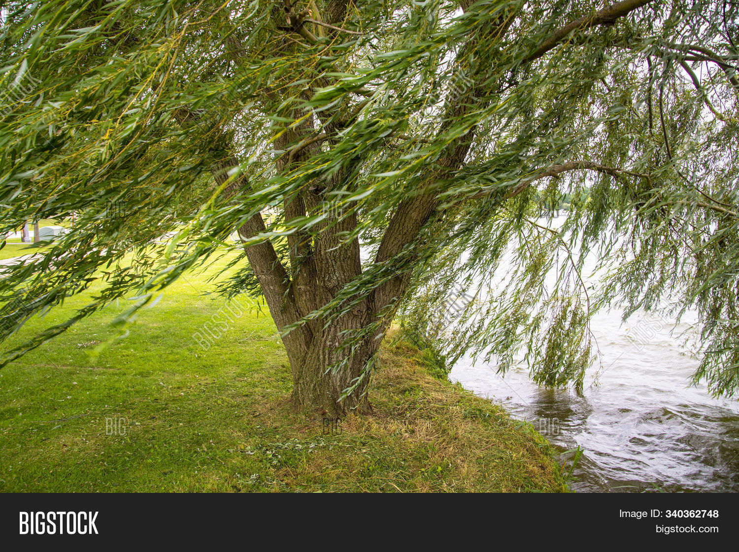 Weeping Willow Tree Image & Photo (Free Trial) Bigstock