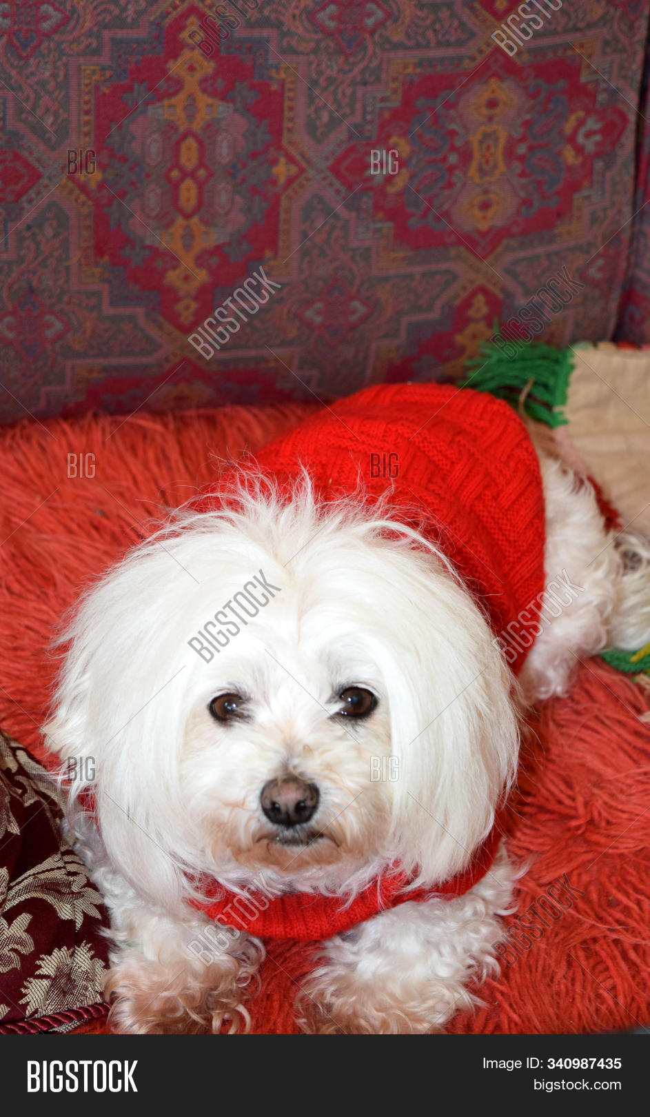 maltese sweater