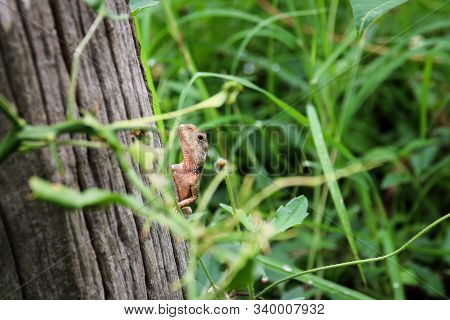 Chameleon Is Hiding On The Back Of The Log.