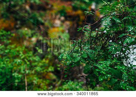 Beautiful Wild Flora In Dark Forest. Green Leaves Of Small Tree With Droplets. Atmospheric Taiga Bac