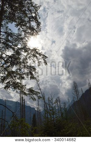 Dying Spruce Forests Due To Climate Change