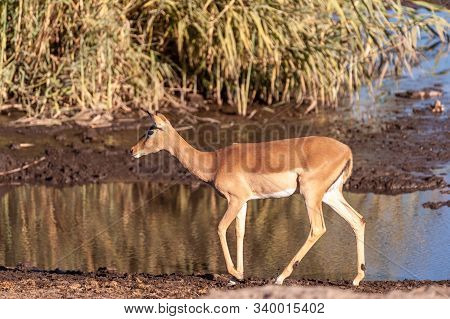 One Impala -aepyceros Melampus- Walking In Front Of A Waterhole In Etosha National Park, Namibia.