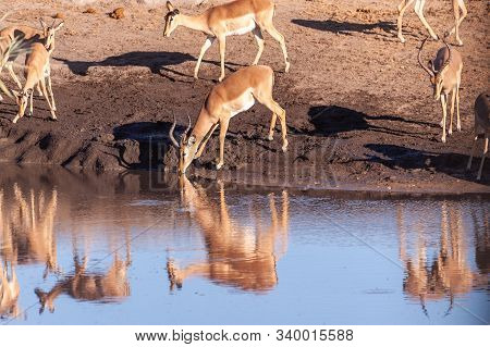 A Group Of Impalas -aepyceros Melampus- Drinking From A Waterhole In Etosha National Park, Namibia.