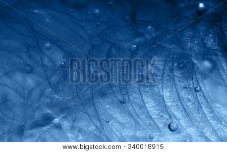 Abstract Background With Flaffy Feather And Drops Of Water.background With Selective Focus.trendy Co