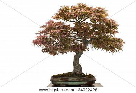 Vecchio albero di acero giapponese come Bonsai