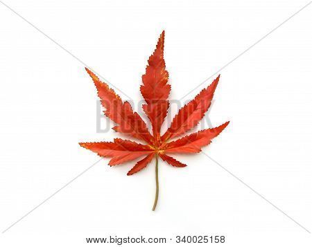 Red Artificial Maple Leaf On White Background