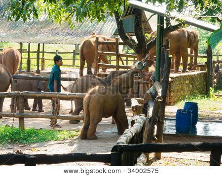 Udawalawe, Sri Lanka, 3. April: Arbeiter Beschickung von Baby-Elefanten mit Milch am 3. April 2012 in Udawala