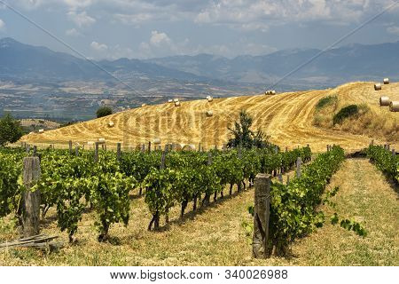 Rural Landscape At Summer In Calabria, Italy, Near Spezzano Albanese, In Cosenza Province, With Vine