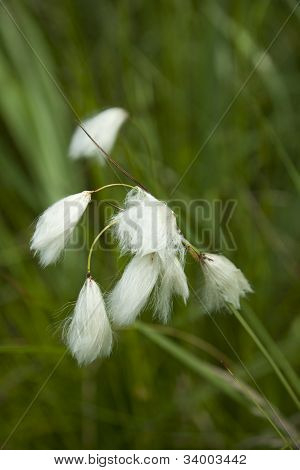 Katoen-grass