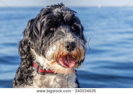 Portrait Of A Black And White Portuguese Water Dog On A Warm Day At The Ocean