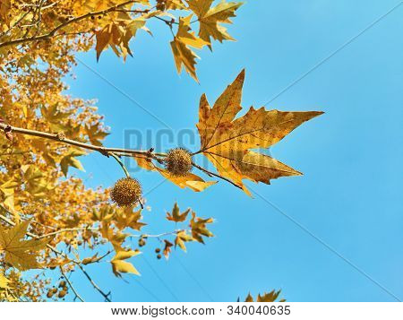 Close-up On Branch Of Platanus With Round Sycamore Fruit