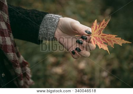 Girl Holds An Autumn Leaf In Hand On A Background Of Green Grass