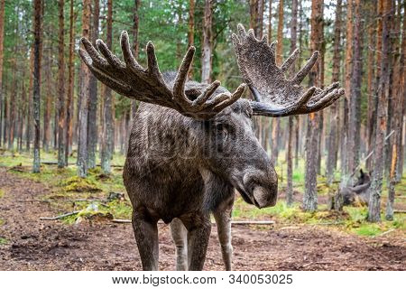Sweden Autumn Nature