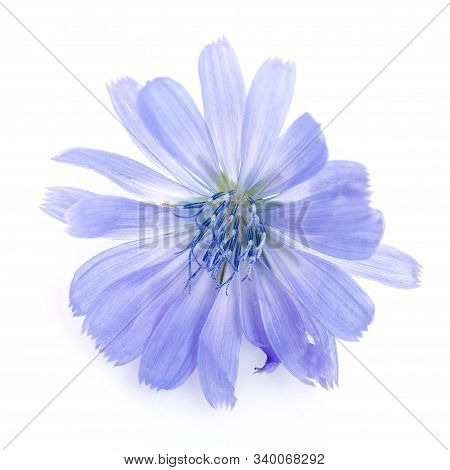 Cichorium Intybus - Common Chicory Flowers Isolated On The White Background