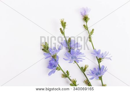 Cichorium Intybus - Common Chicory Flowers Isolated On The White Background