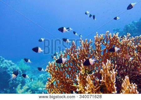 Tropical Coral Reef Scene - Fire Coral  (millepora)  An Chocolate Dip Chromis Fish - Chromis Dimidia