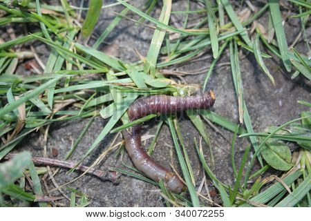 Earthworm On The Background Of Earth And Grass Closeup.for Your Design Ideas.