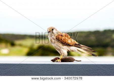 Australian Kestrel (nankeen Kestrel, Falco Cenchroides) Sitting On The Stone Fence And Eating Mouse