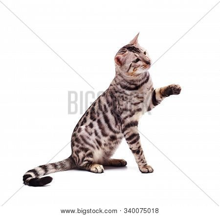 Bengali Cat Posing, Beautiful Cat Of Bengali Breed, Young Domestic Cat, Exhibition Animal, Cat On A 
