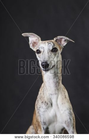 Portrait Light Tiger Very Beautiful Fawn Dog Whippet Breed On A Gray Background