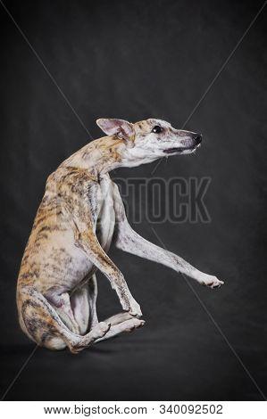 Light Brindle Very Beautiful Fawn Dog Whippet Somersaults Somersaults On A Gray Background