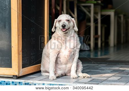 Overweight Outbred Happy Dog Smiling Sitting On The Floor Thailand