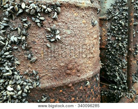 Rusty Barrels Shells. Image & Photo (Free Trial) | Bigstock