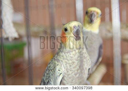 Parakeets . Green Wavy Parrot Sits In A Cage . Rosy Faced Lovebird Parrot In A Cage . Birds Insepara