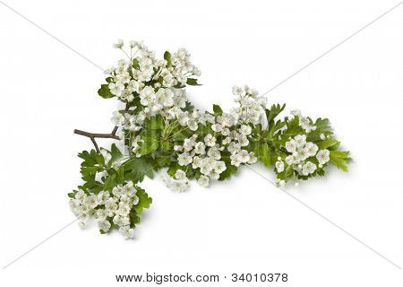  Ramo di bianca fioritura Thornapple su sfondo bianco