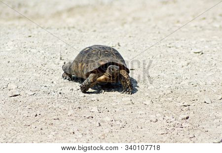 A Brown Turtle On A White Gravel Road