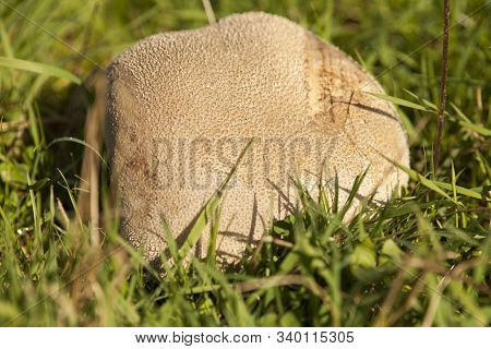 Huge Bovist Mushroom In Meadow. Fungus Portrait