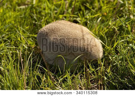 Huge Bovist Mushroom In Meadow. Fungus Portrait