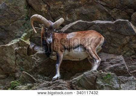 The Mouflon (ovis Musimon) In Merlet Animal Park. Chamonix, France