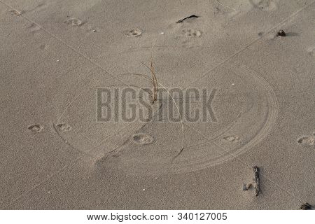 Grass stem on the beach going round N' round